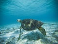 Marine turtle in crystal clear water, Providencia