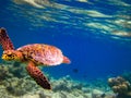 Turtle swiming like flying Royalty Free Stock Photo