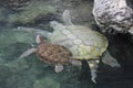 Turtle swimming with baby in clean water sunny day into zoo Royalty Free Stock Photo