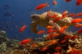 Turtle swimming behind orange fish