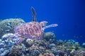 Turtle swimming in blue water near coral reef. Green turtle underwater photo. Wild marine animal in natural environment