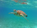 Turtle Swimming view underwater pacific ocean