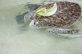 Turtle swimming in clean water carrying a green leaf Royalty Free Stock Photo