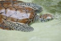 Turtle swimming coming out to breathe Royalty Free Stock Photo