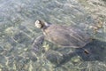 Turtle swimming in clear shallow water