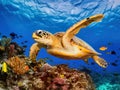 Turtle Swimming Close Dynamic Coral in Submerged Photography