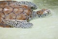 Turtle swimming coming out to breathe Royalty Free Stock Photo