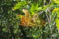 Turtle Swimming In A Cypress Swamp Reflections In Water Royalty Free Stock Photo