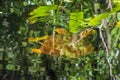 Turtle Swimming In A Cypress Swamp Reflections In Water