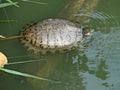 Turtle Swimming in a lake in Central Park Royalty Free Stock Photo