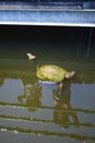 Turtle Swimming in Murky Water with Reflections Royalty Free Stock Photo