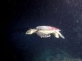 Turtle swimming - Night Scuba diving Royalty Free Stock Photo