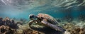 a turtle swimming in the ocean with its head above the water\'s surface and its head above the water\'s surfac