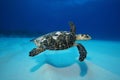 Turtle swimming over sand Royalty Free Stock Photo