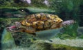 Turtle swimming on the pond Royalty Free Stock Photo