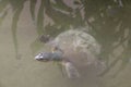 Turtle swimming in river