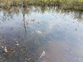 Turtle swimming in swamp or wetland with plants