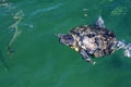 Turtle swimming to surface Royalty Free Stock Photo