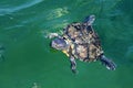 Turtle swimming to surface Royalty Free Stock Photo