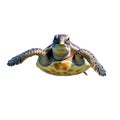 Sea turtle is swimming on transparent white background, isolated, front view