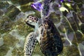 A turtle swimming under water