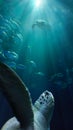 Turtle swimming underwater Royalty Free Stock Photo