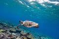 Turtle swimming underwater Royalty Free Stock Photo