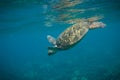Turtle Swimming underwater Royalty Free Stock Photo