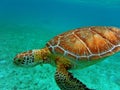 Turtle Swimming view underwater pacific ocean