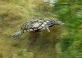 Turtle swimming in the water of the Japanese garden in the Forth Worth Botanic Garden, Texas.