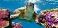 turtle swims in the corals