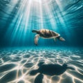 Turtle swims in crystal clear open sea, with sun rays