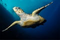 Sea turtle swims in red sea Royalty Free Stock Photo