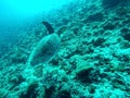 Turtle swimming in Maldives amongst corals Royalty Free Stock Photo