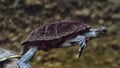 Turtle swims under water Royalty Free Stock Photo