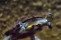 Turtle swims under water Royalty Free Stock Photo