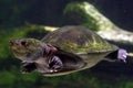 Turtle swims under water Royalty Free Stock Photo