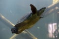 Turtle swims under water Royalty Free Stock Photo