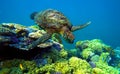 Turtle swims under water