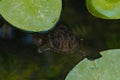 The turtle swims in the water. A red-bellied turtle swims among marsh leaves. A turtle swims in a pond among the leaves of water Royalty Free Stock Photo