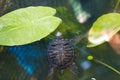 The turtle swims in the water. A red-bellied turtle swims among marsh leaves. A turtle swims in a pond among the leaves of water l Royalty Free Stock Photo