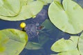 The turtle swims in the water. A red-bellied turtle swims among marsh leaves. A turtle swims in a pond among the leaves of water Royalty Free Stock Photo