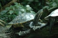 Turtle at Tampa FL Aquarium