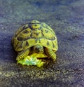 The turtle tastes a vegetable leaf Royalty Free Stock Photo