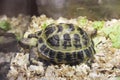 Turtle in a terrarium Royalty Free Stock Photo