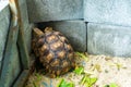 Turtle in a terrarium made of bricks
