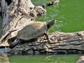 A Turtle (testudines) rests on a decaying log in a pond in Polonnaruwa.