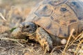 Turtle or Testudines walking on the ground close-up portrait