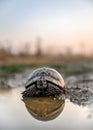 Turtle or Testudines water reflection on the sunset colors, wildlife animals
