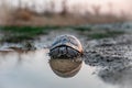 Turtle or Testudines water reflection on the sunset colors, wildlife animals